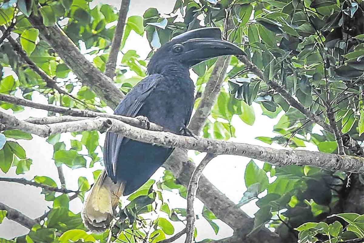 hornbill