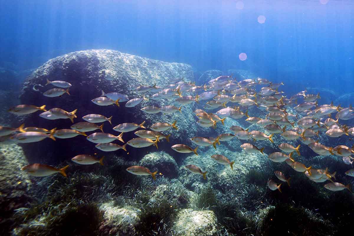 shrinking biodiversity